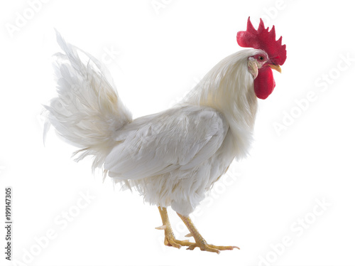 Fototapeta white rooster isolated