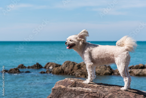 Dog happy fun on rocky beach when travel at sea