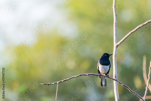 Bird (Oriental magpie-robin) in a nature wild