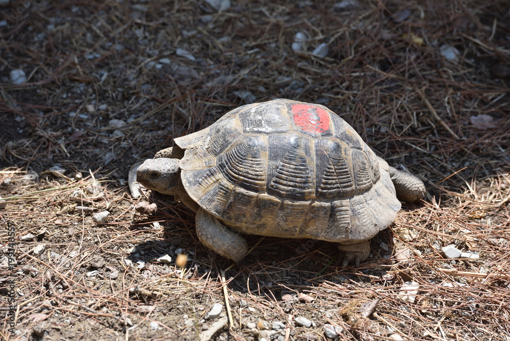 Adult turtle crawls on the ground with dry grass. Turtle in the zoo Adult turtle crawls on the ground with dry grass. Turtle in the zoo