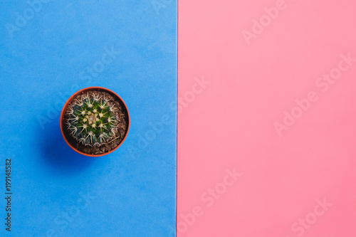 Green Cactus in Pot on Pink and Blue Pastel Color Background. Minimal Concept. Flat Lay. Top View.