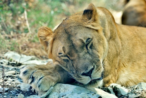 Fototapeta Naklejka Na Ścianę i Meble -  A beautiful lioness sleeps, putting her goal on her front paws. Lioness sleeps in the zoo