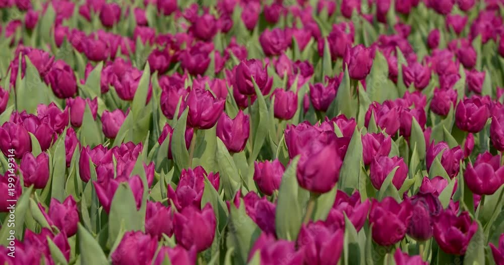 Beautiful purple tulip field Beautiful purple tulip field