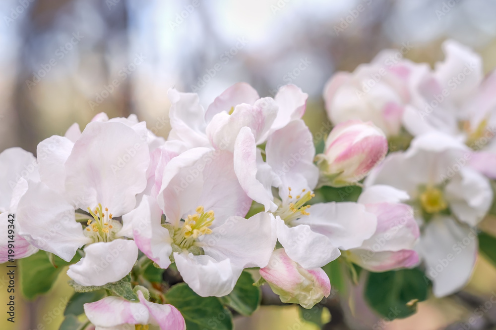 Close up of apple tree flowers in blossoming apple orchard. Macro photo with shallow depth of field and soft focus. Close up of apple tree flowers in blossoming apple orchard. Macro photo with shallow depth of field and soft focus.