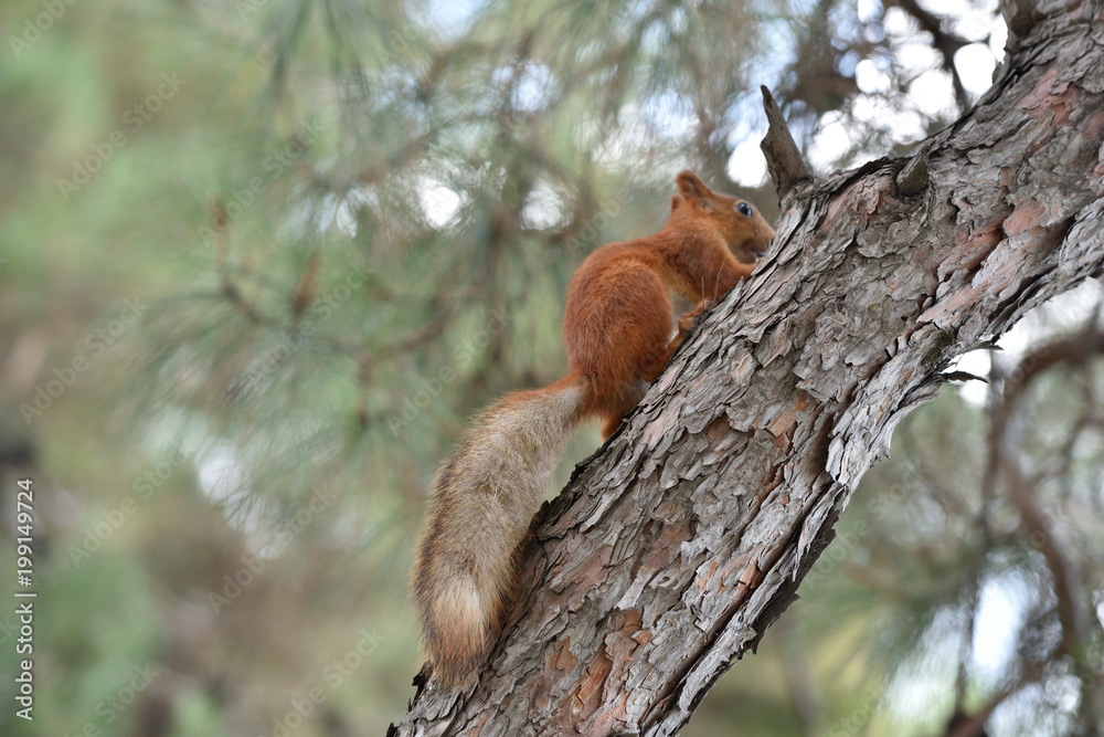 Red-haired squirrel sits on a tree and shows a tail Red-haired squirrel sits on a tree and shows a tail