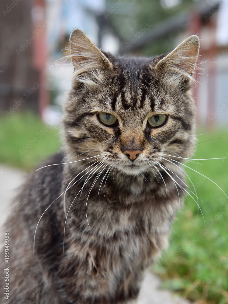 Portrait of a street shaggy cat. Portrait of a cat close-up