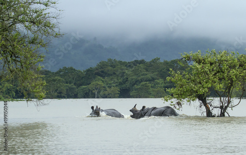 rhino in deep water