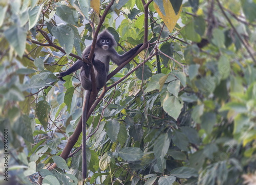 Hoolock gibbon photo