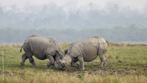 fighting rhino
