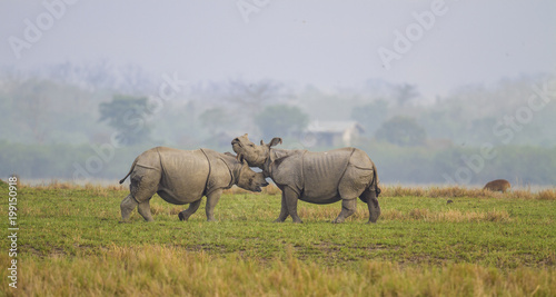 Photos Fighting Rhino