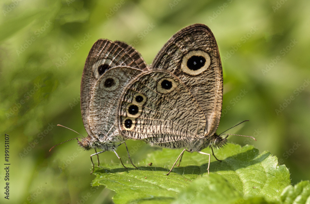 Fototapeta premium butterfly