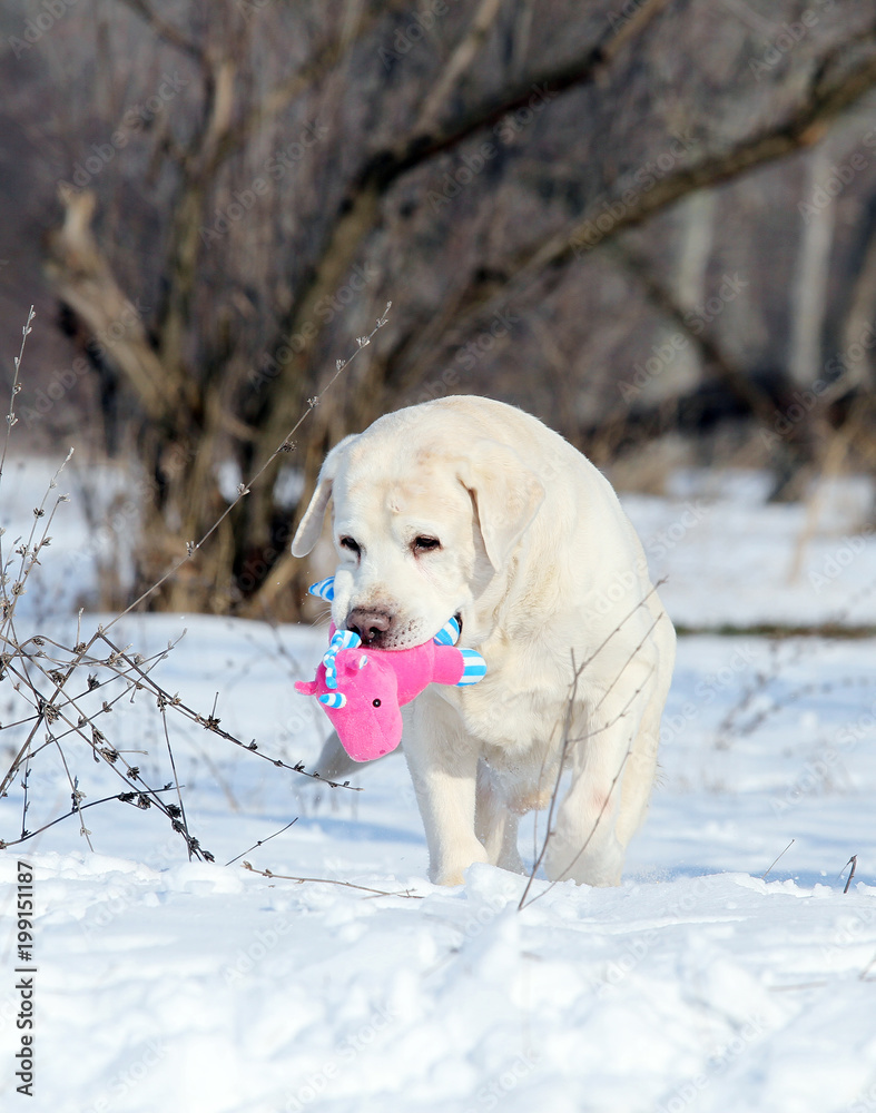 yellow labrador in winter in snow with a toy yellow labrador in winter in snow with a toy
