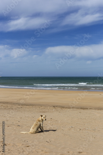 dog in the beach © Eduardo Lopez