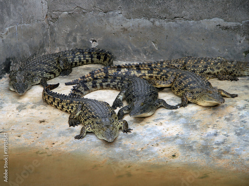 Nile crocodile, in its natural habitat