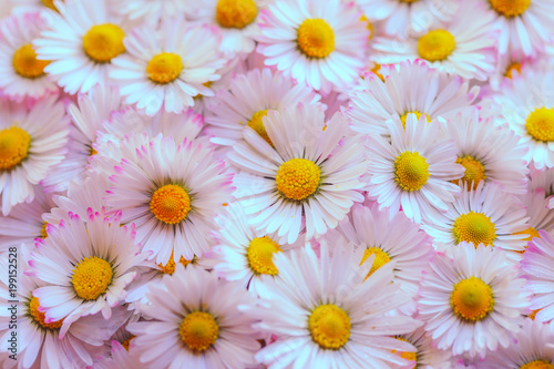 Selective focus of daisy flowers vintage color style for nature background 