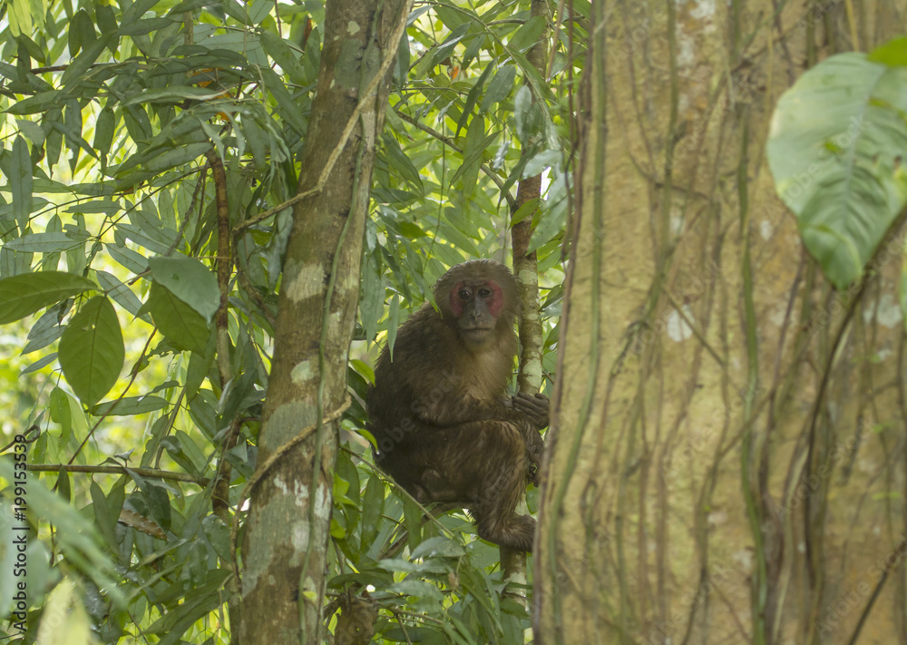 Gibbon sanctuary Gibbon sanctuary