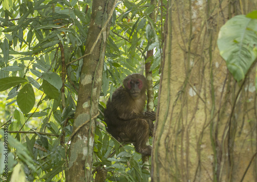 Fototapeta Naklejka Na Ścianę i Meble -  Gibbon sanctuary