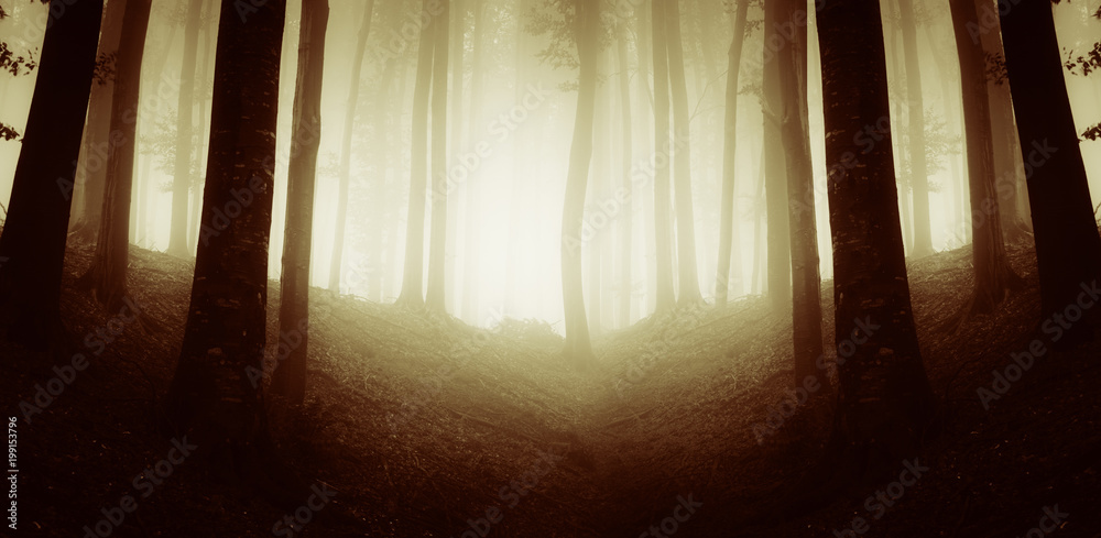 autumn sunset in surreal forest landscape autumn sunset in surreal forest landscape
