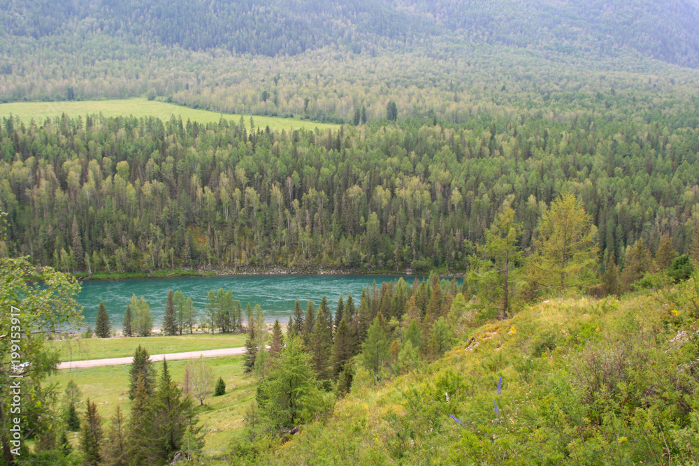 Turquoise Katun, beautiful view of the river and Altai taiga, meadow, motley grass, summer season, July month, picture for calendar Nature of the world.