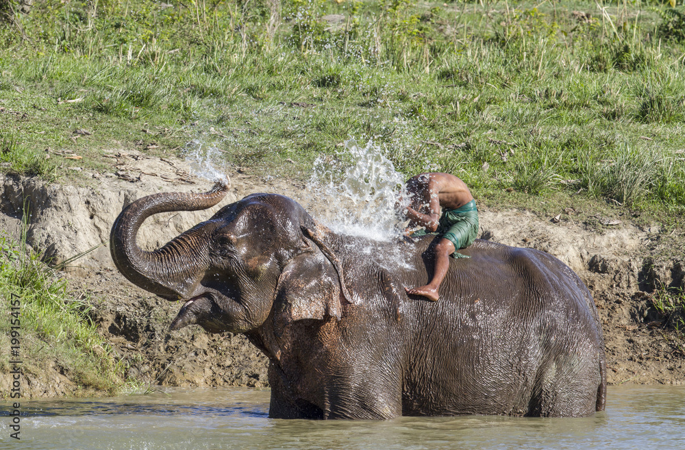 Obraz premium Asian Elephant