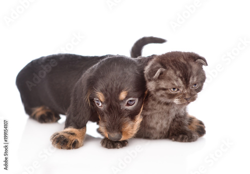 dachshund puppy embracing kitten.  isolated on white background