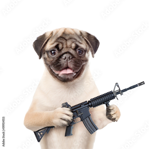 Billede på lærred dog defender with M16 rifle in paws. isolated on white background