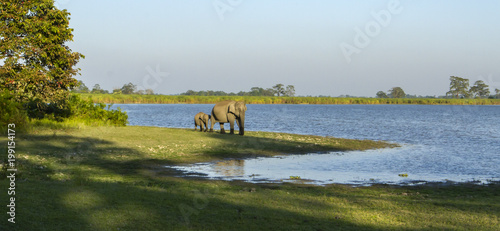 Asian Elephant photo