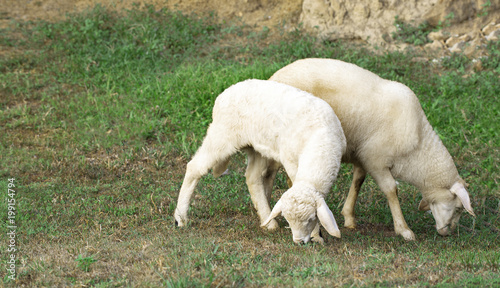 two young lamb eating juicy grass on a green lawn