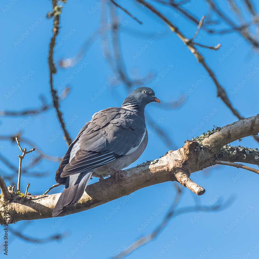 Wood pigeon, bird perched on a tree, end of the winter
Wood pigeon, bird perched on a tree, end of the winter