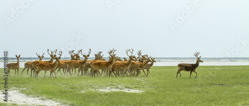 herd of deer