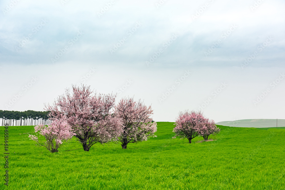 Flowering fruit trees in green farm field