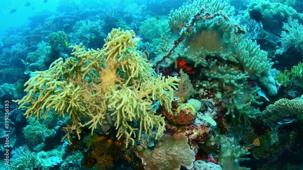 Abundance reef and marine life in Wakatobi National Park, Indonesia. Abundance reef and marine life in Wakatobi National Park, Indonesia.