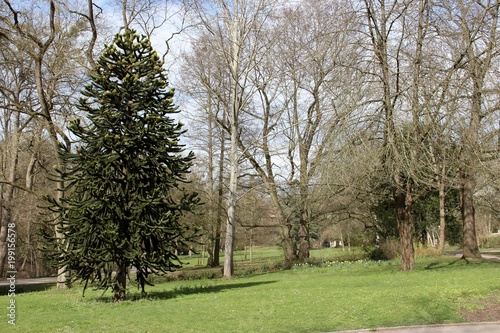Unique Monkey Puzzle Tree in park