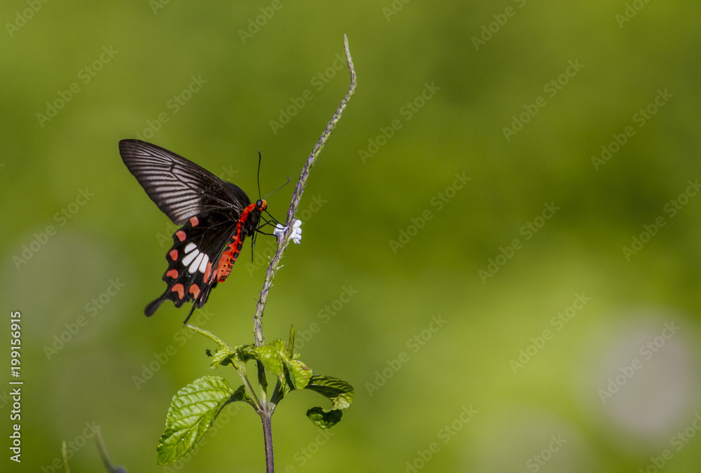 Fototapeta premium butterfly on leaf