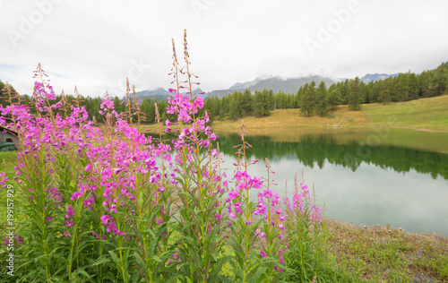 Landscape with lake and pink flowers and mountain in natural background, Europe. Beauty world.
