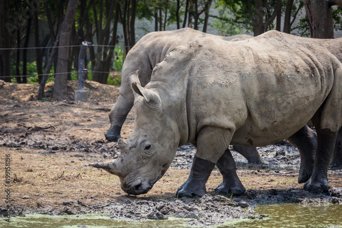 Many rhinoceros in the zoo  