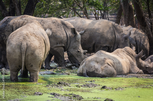 Many rhinoceros in the zoo  