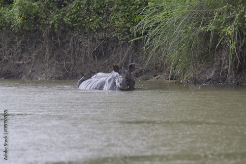 rhino in water