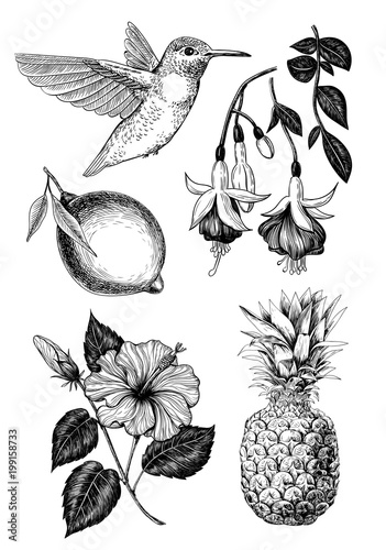 Hand drawn tropical set of hummingbird, lemon, fuchsia, hibiscus flower and pineapple. Elements for design.