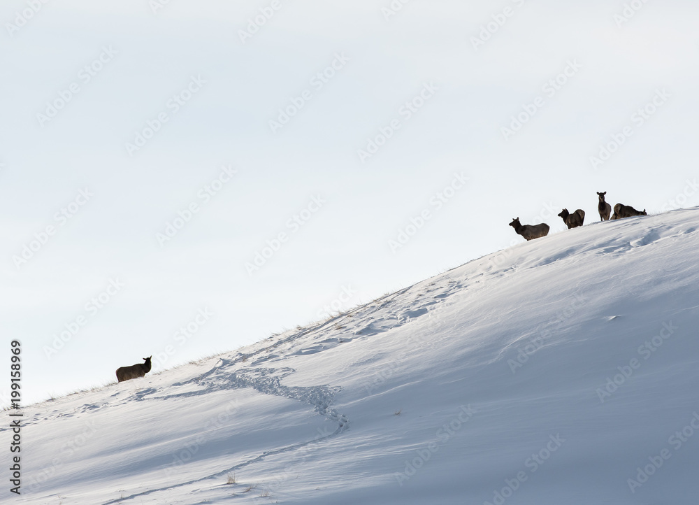 Elk herd in the winter landscape