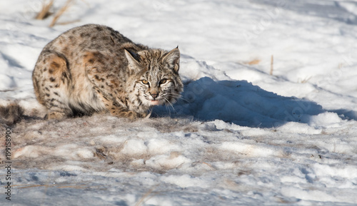 Bobcat in the Alberta Foothills