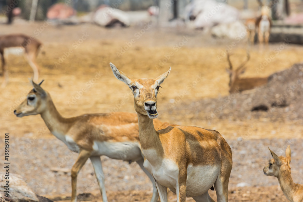 Obraz premium Deer in the zoo 