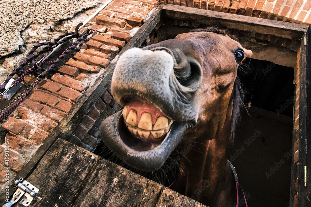 caballo feliz sonrisa - obrazy, fototapety, plakaty 