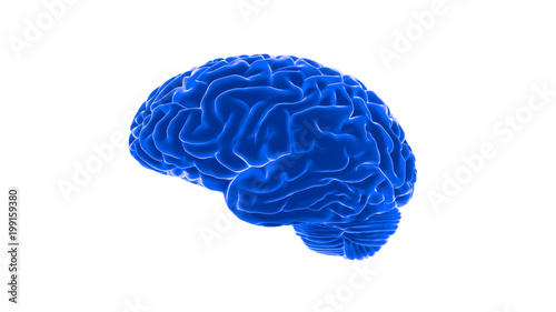 Human brain 3D render