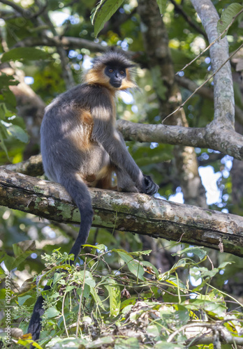 black capped langur