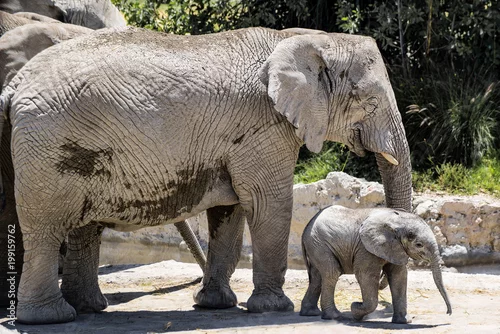Obraz elefante con su bebé