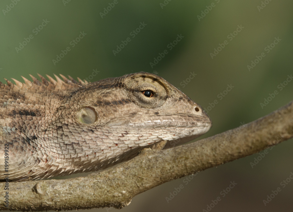 Fototapeta premium lizard on tree