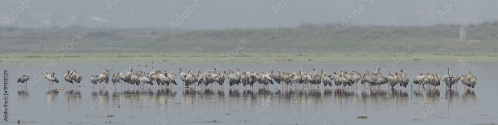 large number birds in lake 