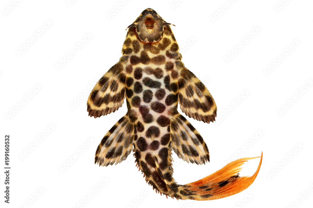 Leopard Cactus Pleco Pseudacanthicus leopardus aquarium fish 