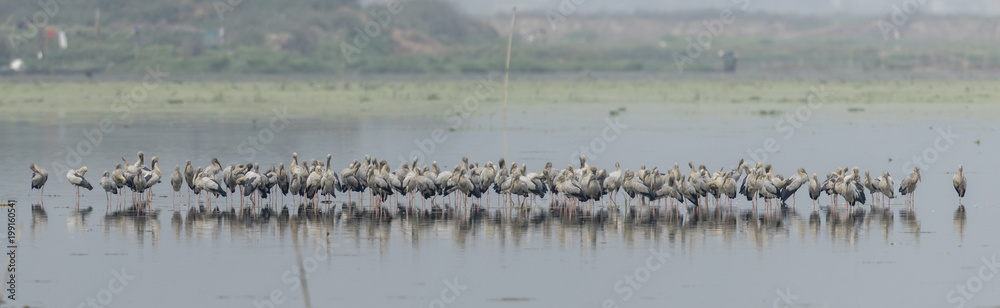 birds in lake birds in lake